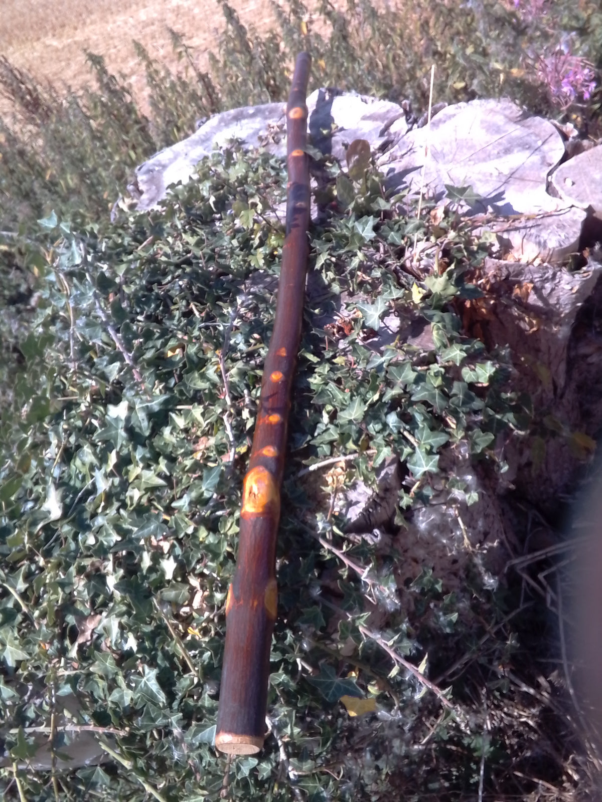 Walking stick