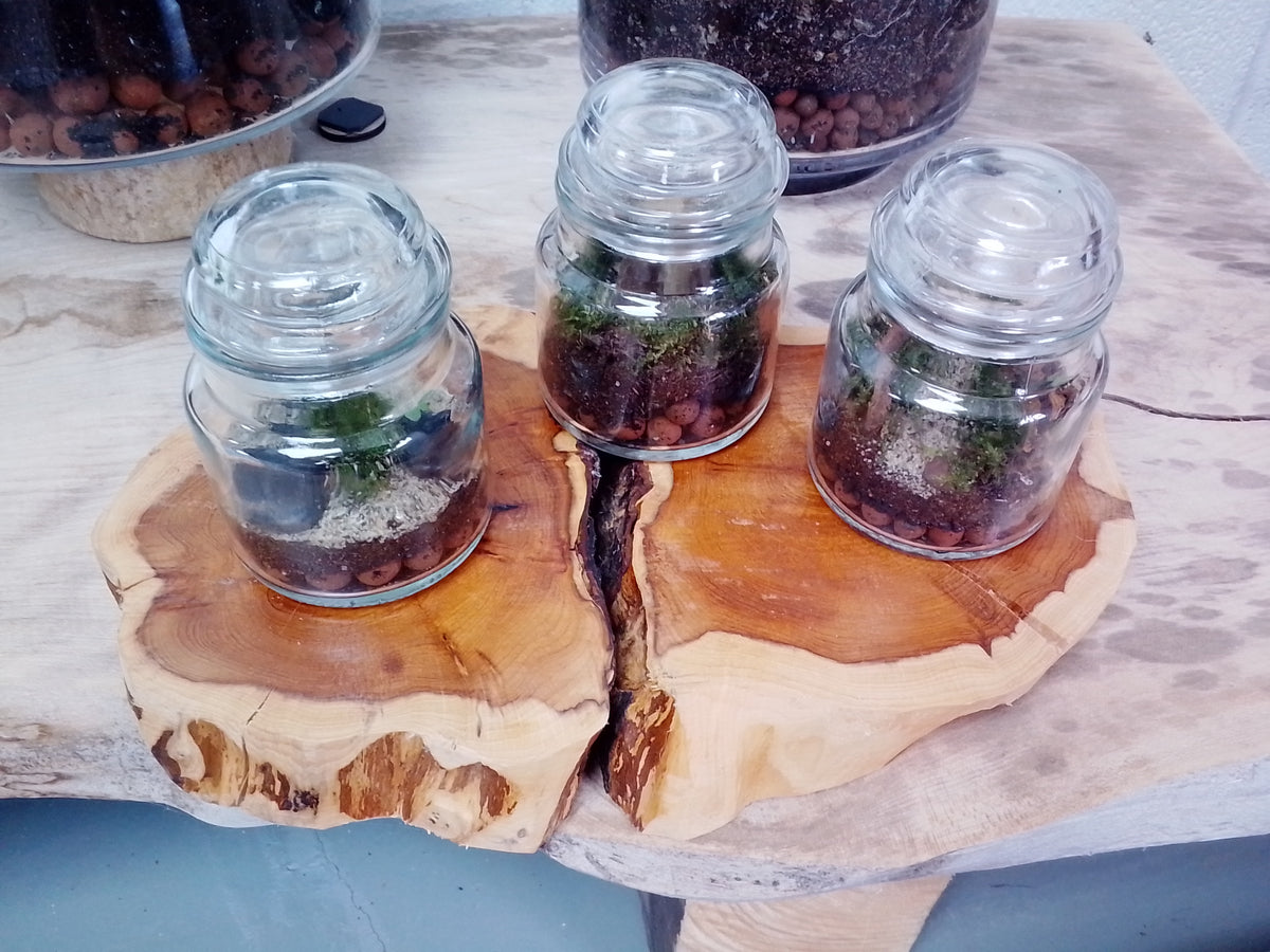 Terrarium Trio