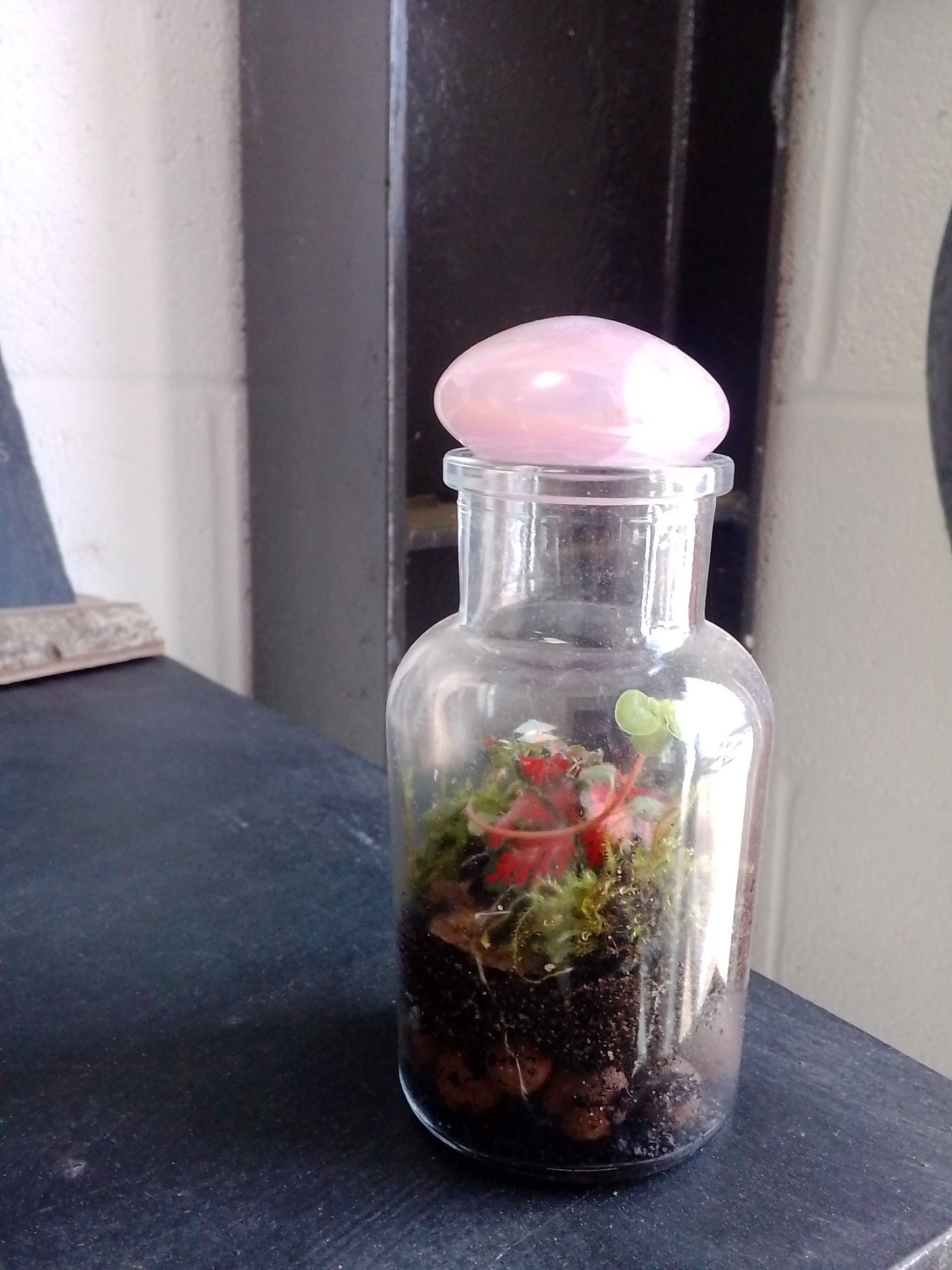 Desk top terrarium
