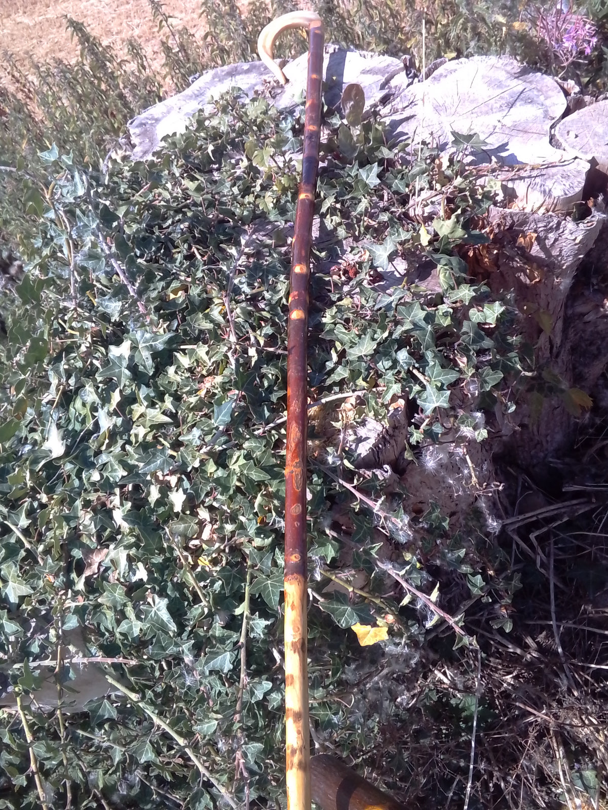 Walking stick