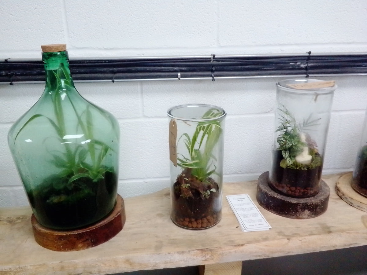 Terrarium