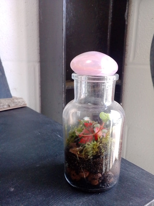 Desk top terrarium